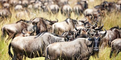 5 days tanzania private safari package by widerange african safaris - Photo 100