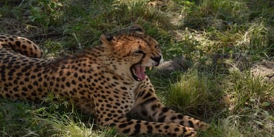 5 days tanzania private safari package by widerange african safaris - Photo 79