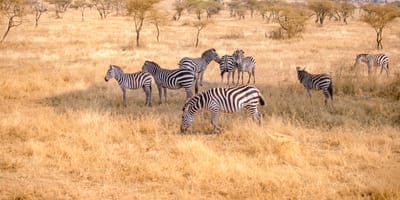5 days tanzania private safari package by widerange african safaris - Photo 28