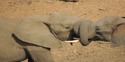 5 days tanzania private safari package by widerange african safaris - Photo 78