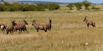 5 days tanzania private safari package by widerange african safaris - Photo 102