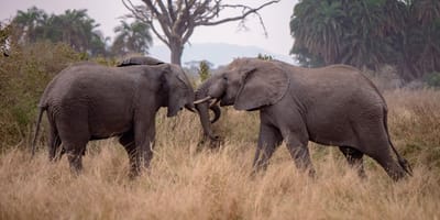 5 days tanzania private safari package by widerange african safaris - Photo 33