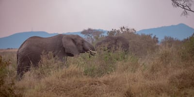 5 days tanzania private safari package by widerange african safaris - Photo 31