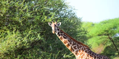 5 days tanzania private safari package by widerange african safaris - Photo 82