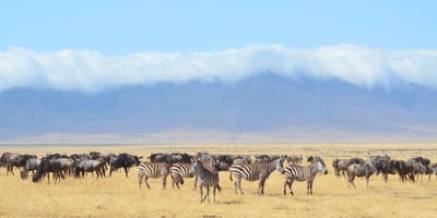 5 days tanzania private safari package by widerange african safaris - Photo 96