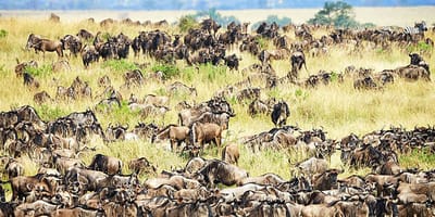 5 days tanzania private safari package by widerange african safaris - Photo 98