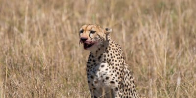 5 days tanzania private safari package by widerange african safaris - Photo 101