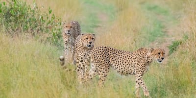 5 days tanzania private safari package by widerange african safaris - Photo 103