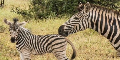 5 days tanzania private safari package by widerange african safaris - Photo 70