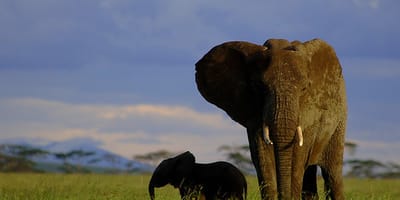 5 days tanzania private safari package by widerange african safaris - Photo 52