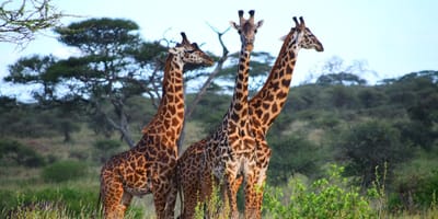 5 days tanzania private safari package by widerange african safaris - Photo 89