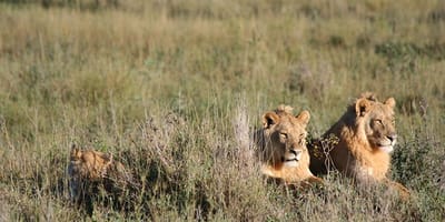 5 days tanzania private safari package by widerange african safaris - Photo 56