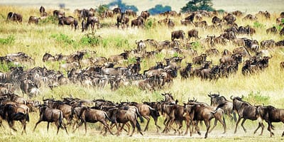 5 days tanzania private safari package by widerange african safaris - Photo 99