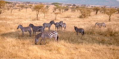 5 days tanzania private safari package by widerange african safaris - Photo 29