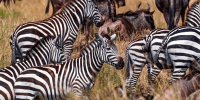 5 days tanzania private safari package by widerange african safaris - Photo 94
