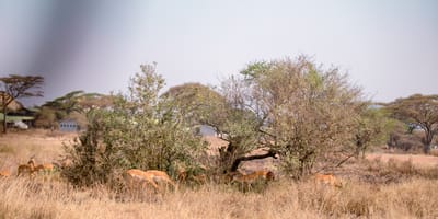 5 days tanzania private safari package by widerange african safaris - Photo 30