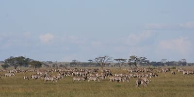 5 days tanzania private safari package by widerange african safaris - Photo 57