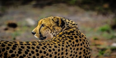 5 days tanzania private safari package by widerange african safaris - Photo 68