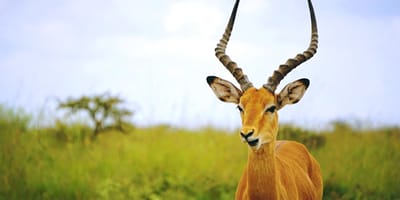 5 days tanzania private safari package by widerange african safaris - Photo 91