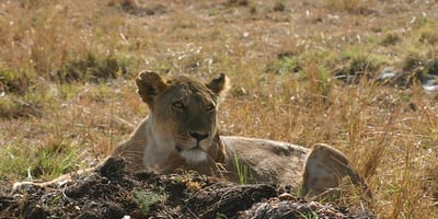 5 days tanzania private safari package by widerange african safaris - Photo 48