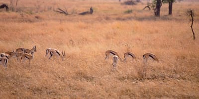 5 days tanzania private safari package by widerange african safaris - Photo 25