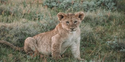 5 days tanzania private safari package by widerange african safaris - Photo 63