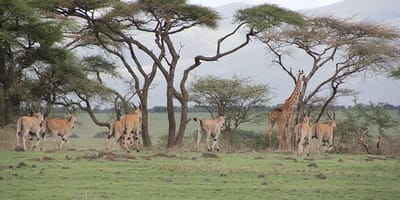 5 days tanzania private safari package by widerange african safaris - Photo 43
