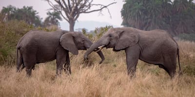 5 days tanzania private safari package by widerange african safaris - Photo 32