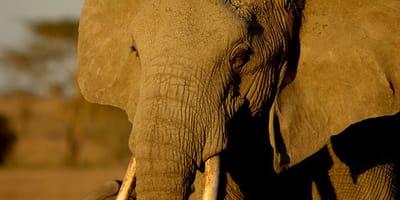5 days tanzania private safari package by widerange african safaris - Photo 51