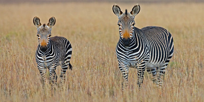 5 days tanzania private safari package - Photo 17