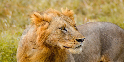 5 days tanzania private safari package - Photo 7