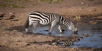 5 days tanzania private safari package - Photo 19