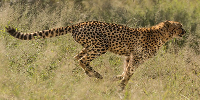 5 days tanzania private safari package - Photo 11