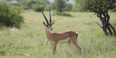 5 days tanzania private safari package - Photo 16