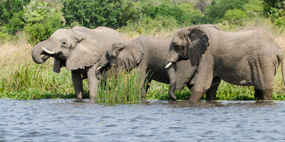 5 days uganda big five safari - Photo 6