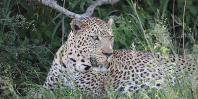 5days masai mara-lake nakuru-lake naivasha group safari - Photo 2