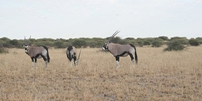 6 day salt pan safari in botswana - Photo 1