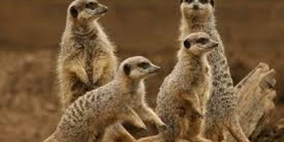 6 day salt pan safari in botswana - Photo 3