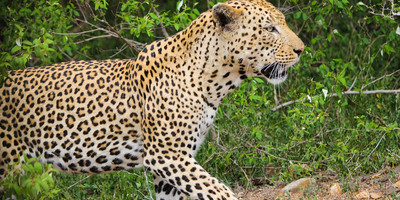 5-day serengeti wildebeest migration camping expedition - Photo 3