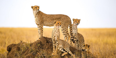 6-day serengeti wildebeest migration expedition - Photo 7