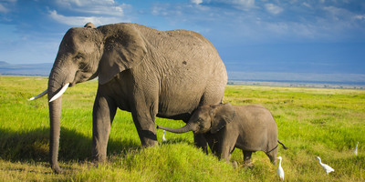 6-day serengeti wildebeest migration expedition - Photo 8