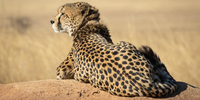 6-day serengeti wildebeest migration expedition - Photo 6