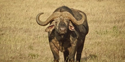 6-day serengeti wildebeest migration expedition - Photo 4