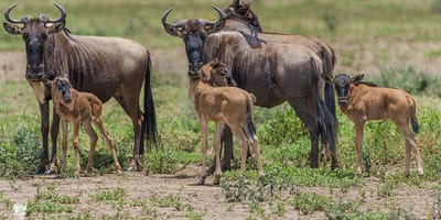 6-day tanzania budget safari, waterfalls and hot springs - Photo 1