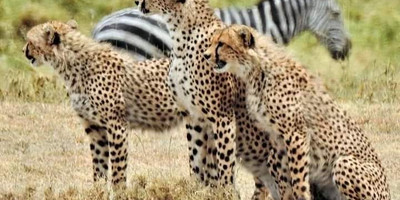 6-day wildlife safari across kenya’s top national parks - Photo 13