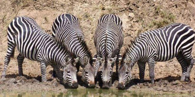 6-day wildlife safari across kenya’s top national parks - Photo 8