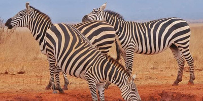 6-day wildlife safari across kenya’s top national parks - Photo 7