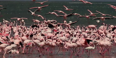 6-day wildlife safari across kenya’s top national parks - Photo 6