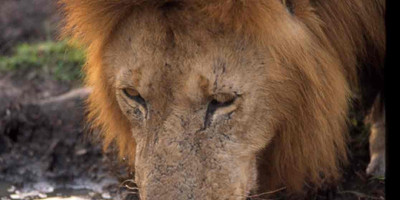 6 Days 5 Nights Amboseli Lake Nakuru And Mara - Photo 1