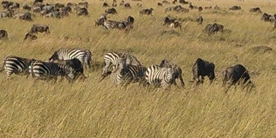 6 days 5 nights maasai mara, lake nakuru & amboseli safari (small group joining) - Photo 8